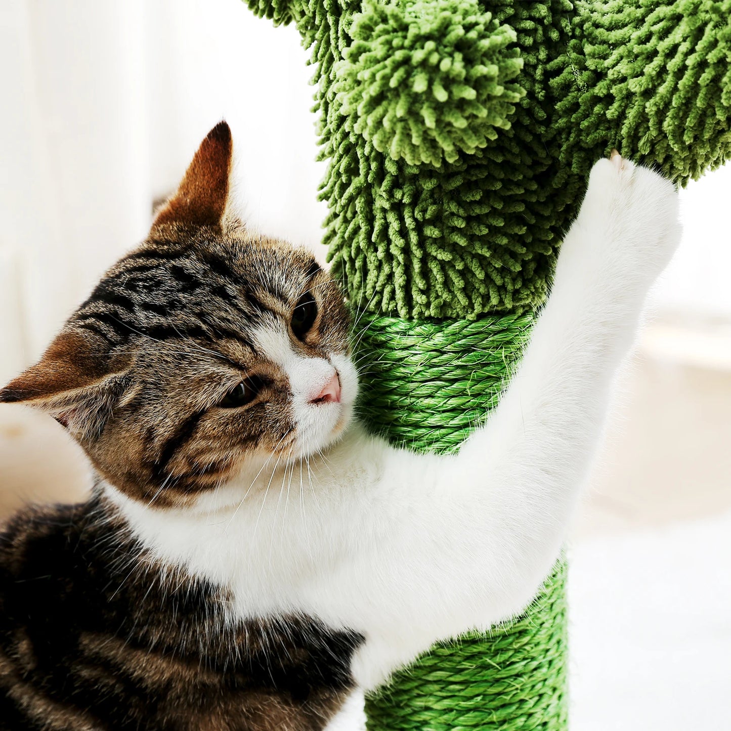 Best Cat Tree Tower Furniture with Hammock Small Cactus Mushroom