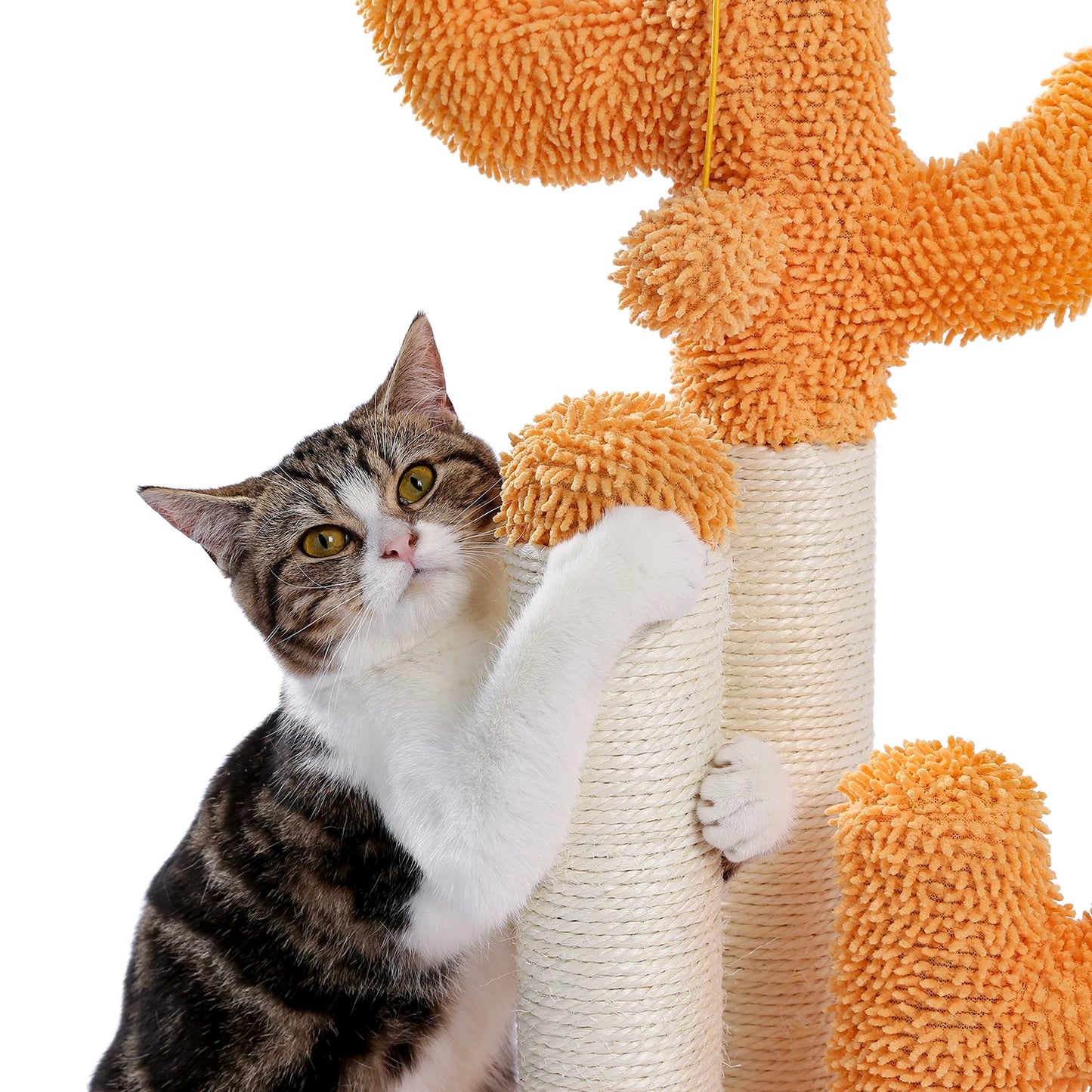 Best Cat Tree Tower Furniture with Hammock Small Cactus Mushroom