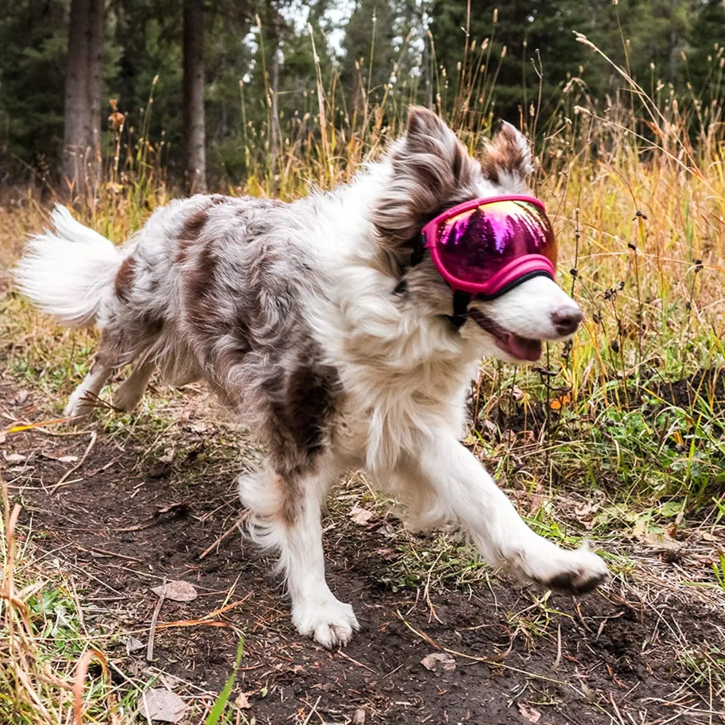 Anti-UV-Sonnenbrille für Hunde