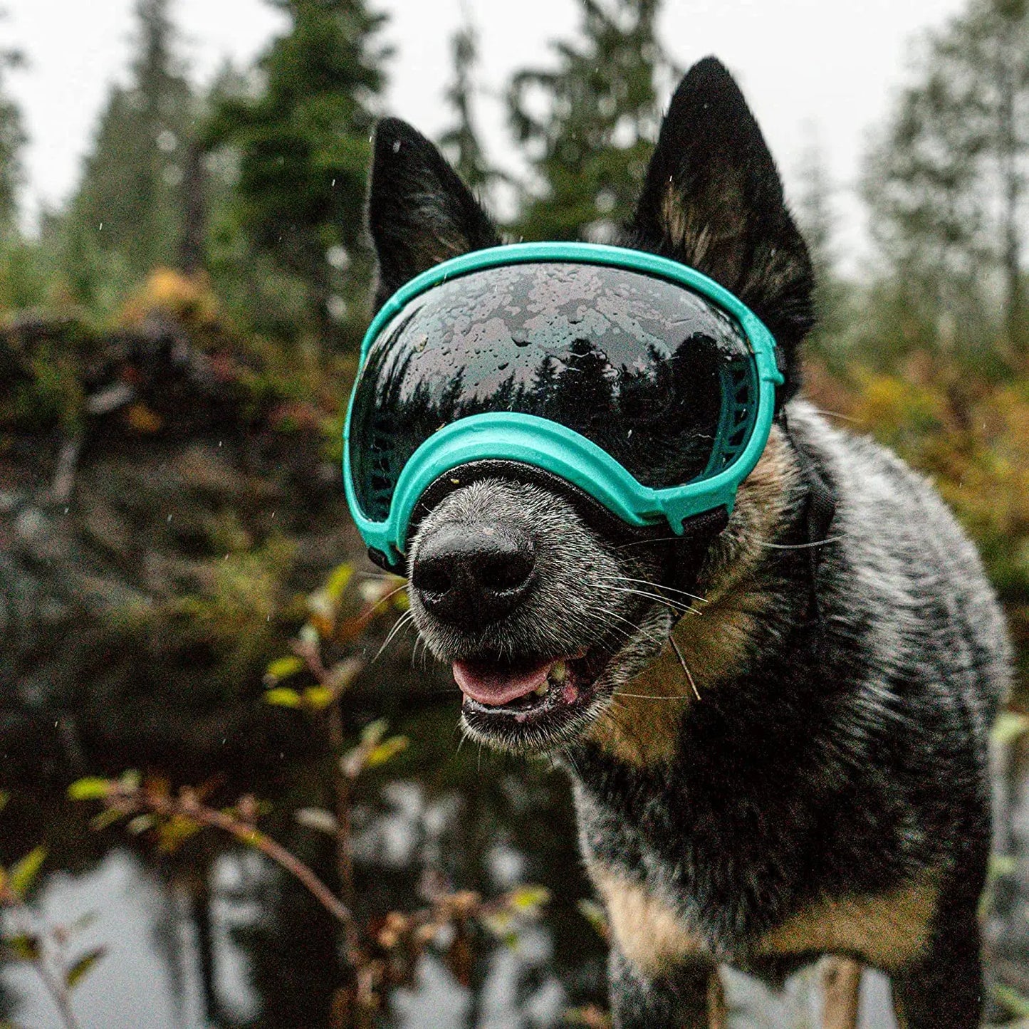 Anti-UV-Sonnenbrille für Hunde