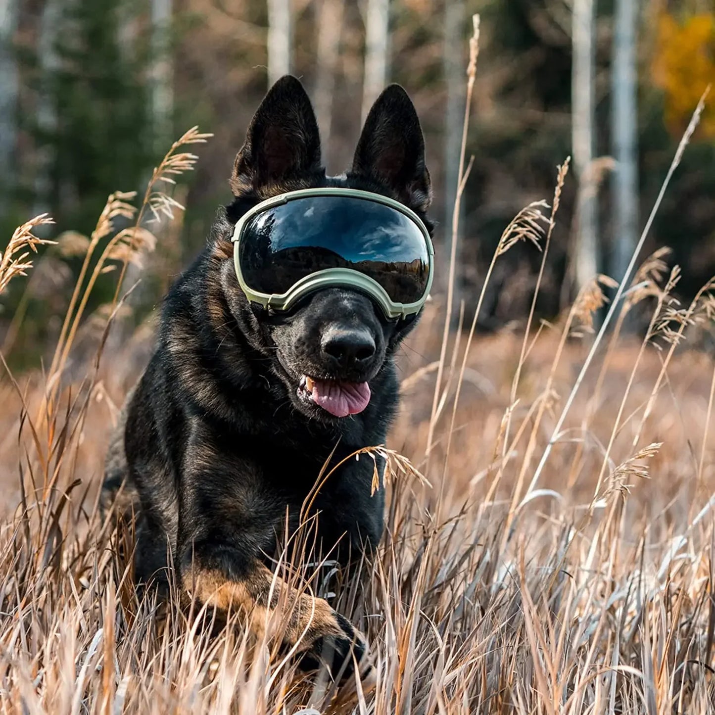 Anti-UV-Sonnenbrille für Hunde