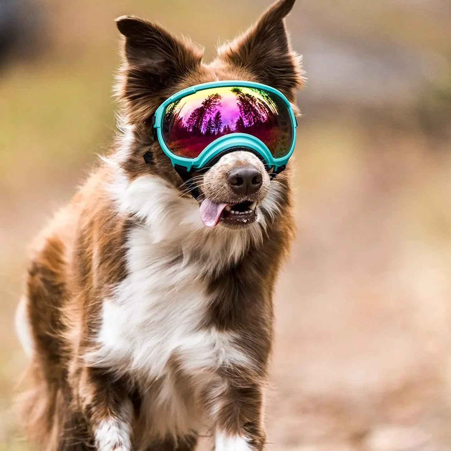 Anti-UV-Sonnenbrille für Hunde